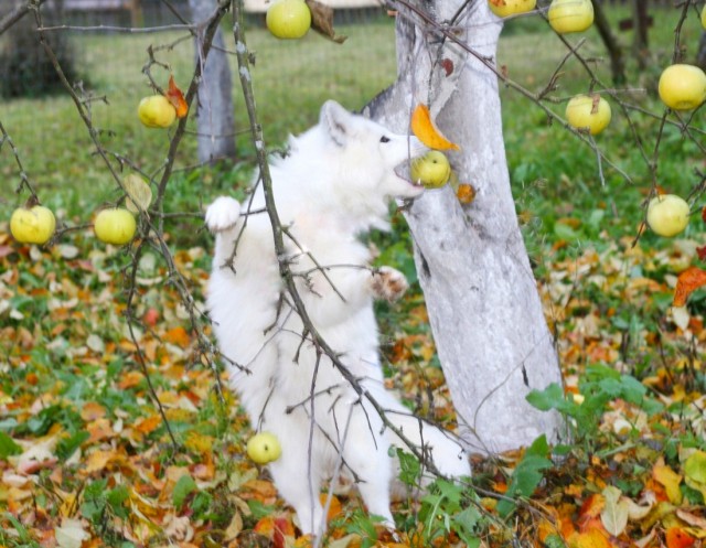 Живность из сети
