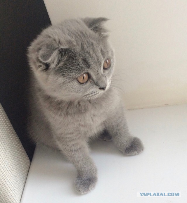 ЯП в кошках