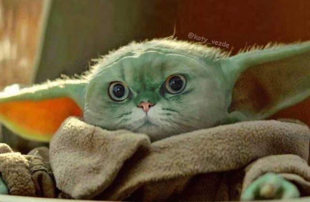 Коты везде