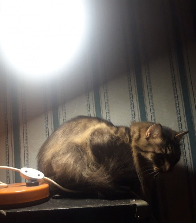 Давайте по котикам, которые с нами на самоизоляции