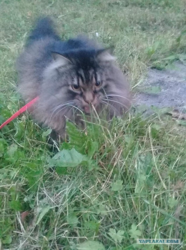 Ну, с котовторником!