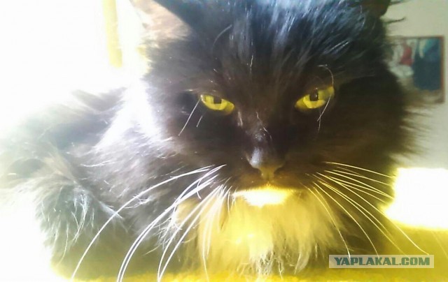 Котики и собаки до и после того, как их забрали из приюта