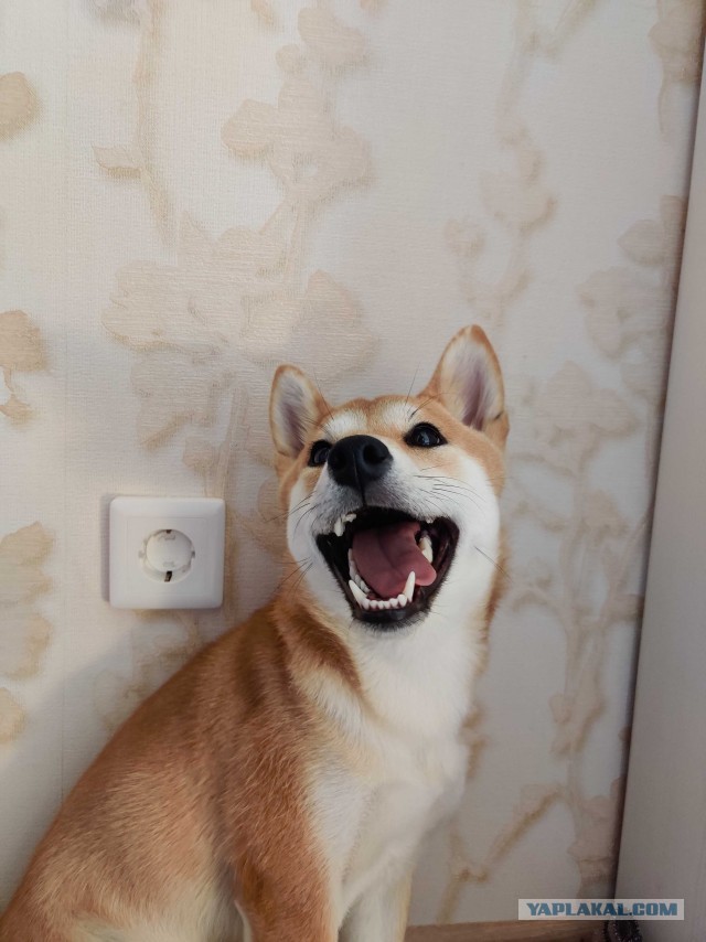 Победители конкурса фотографии Comedy Pet Photo Awards 2020