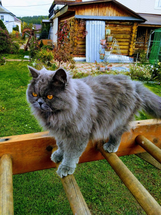 Помогите определить породу кошки