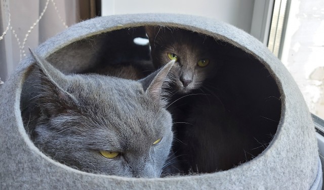 Котовторник. Тара - наше всё!