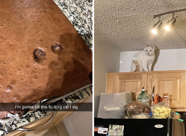 Фотографии, которые доказывают, что кошки самые большие сволочи