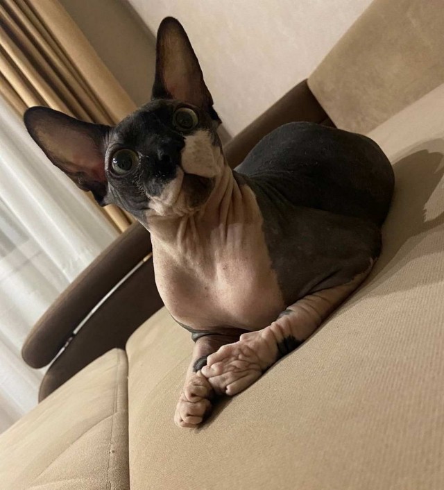 Калейдоскоп картинок