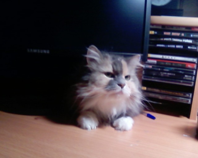 Кот который прожил жизнь