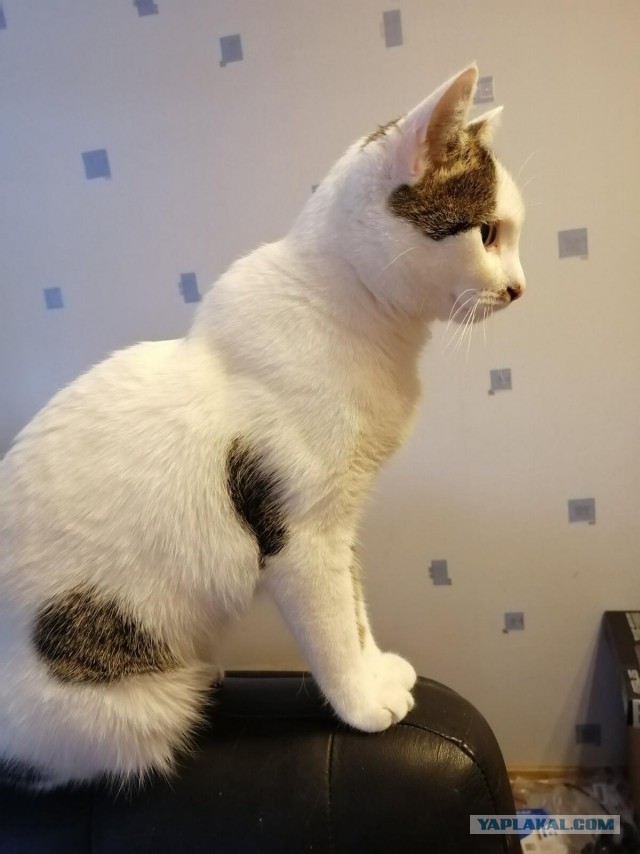 Котовторник