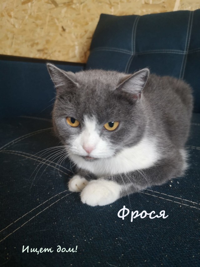 Жизнь домашнего приюта "Котоленд" 323