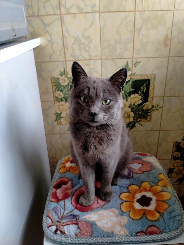 Котовторник