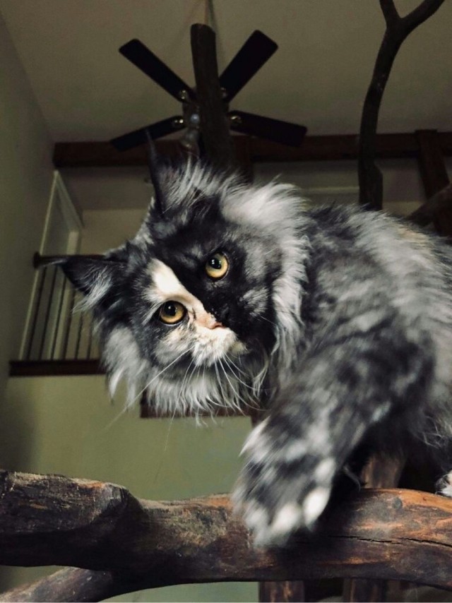 Котовторник