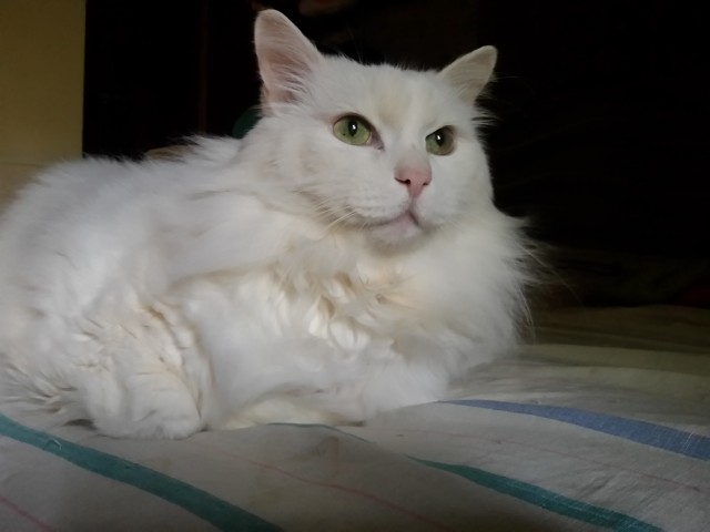 Котовторник 07.06.2022