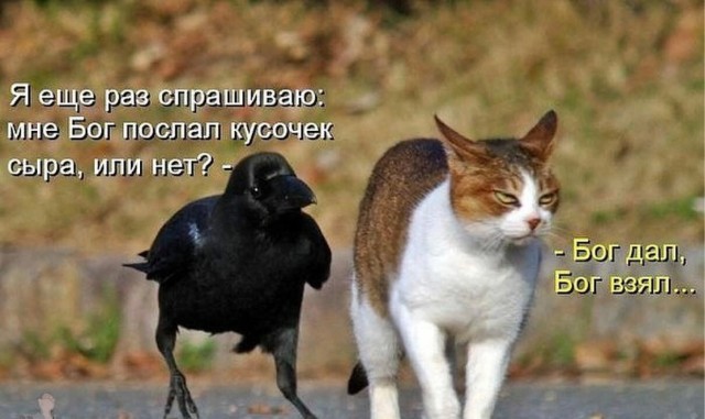 Мой сборник баянов