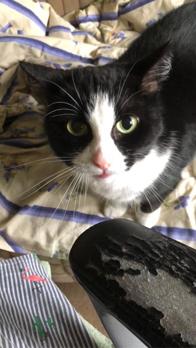 Мой котовторник