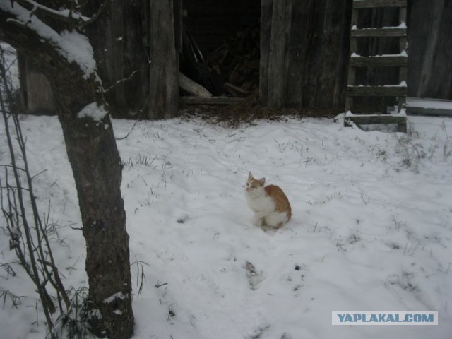 Жизнь домашнего приюта для котеек 422