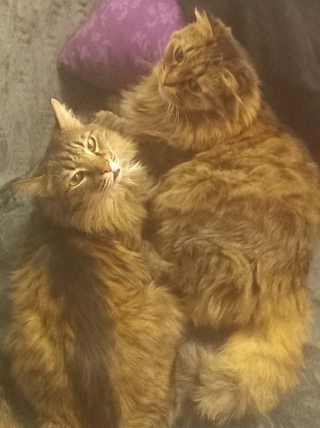 Котовторник 17.01.23