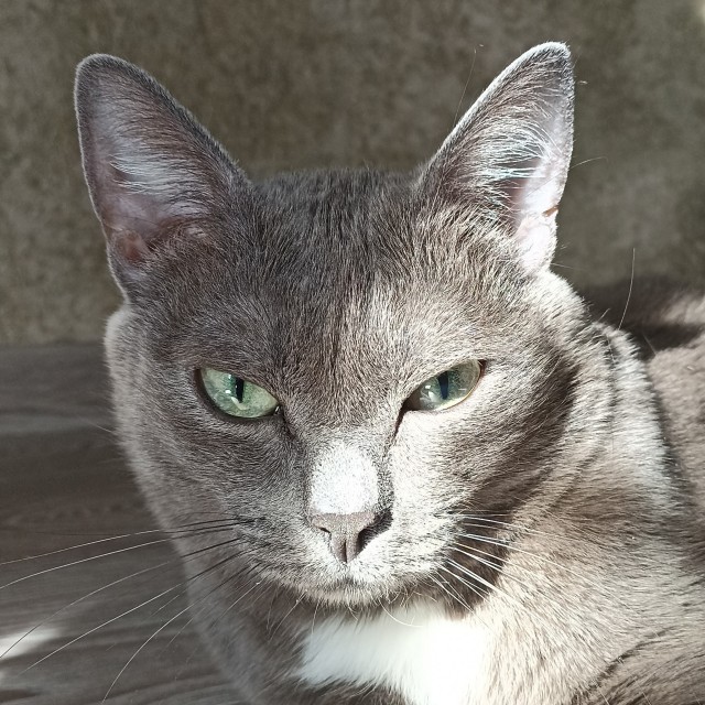 Котовторник