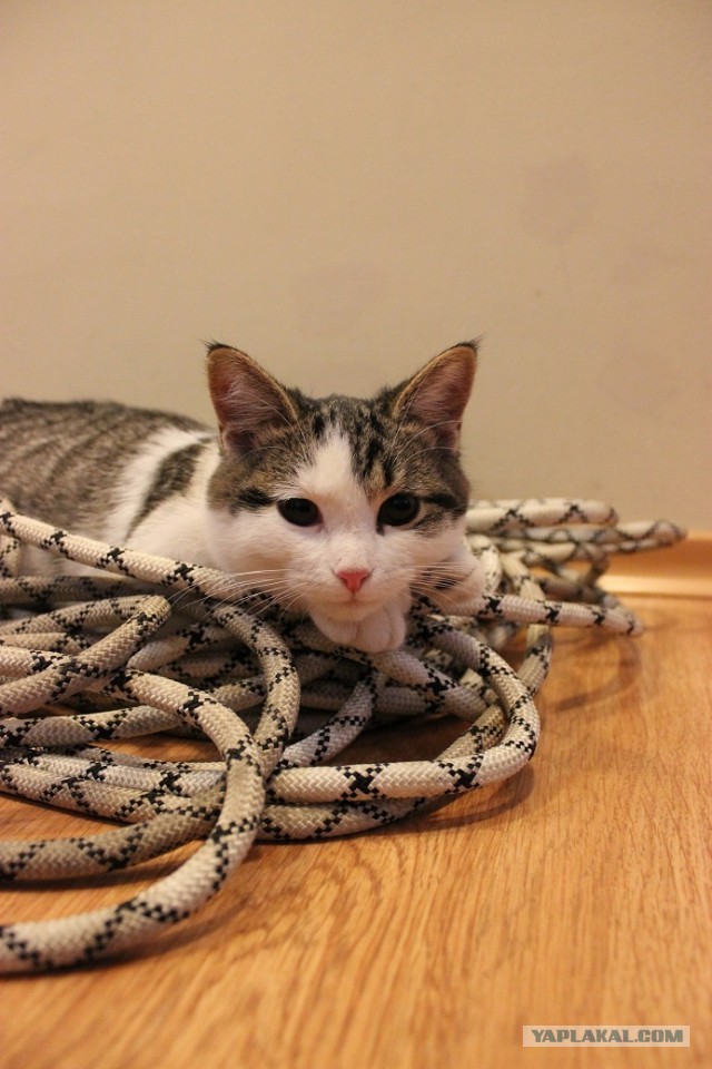 Коты пролетарии
