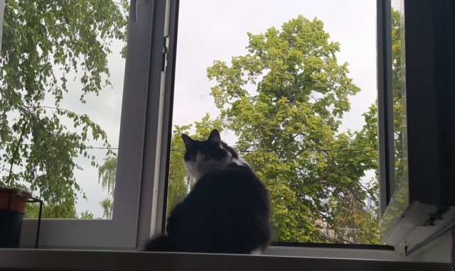 Котовторник! 16+ Коллеги-рабы, отмечаемся, у кого хозяину много лет!
