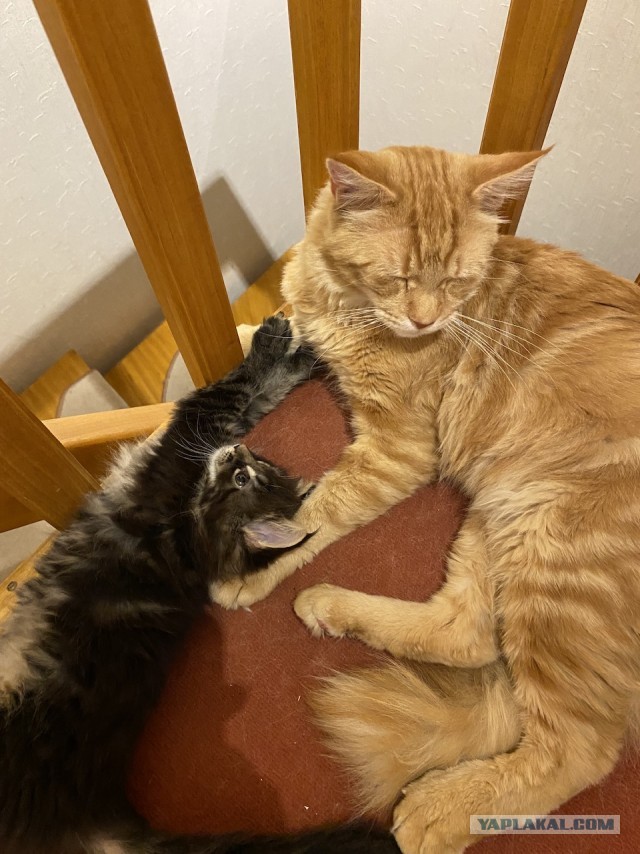 Котовторник Рыжих