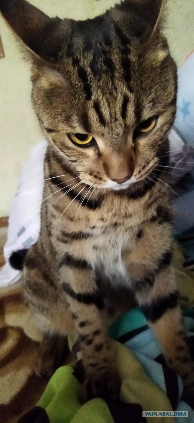 Кошки думают, что мы тоже кошки. Вот 6 доказательств