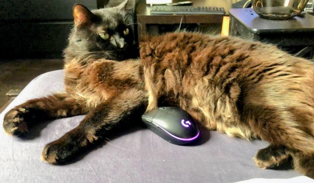 Котовторник