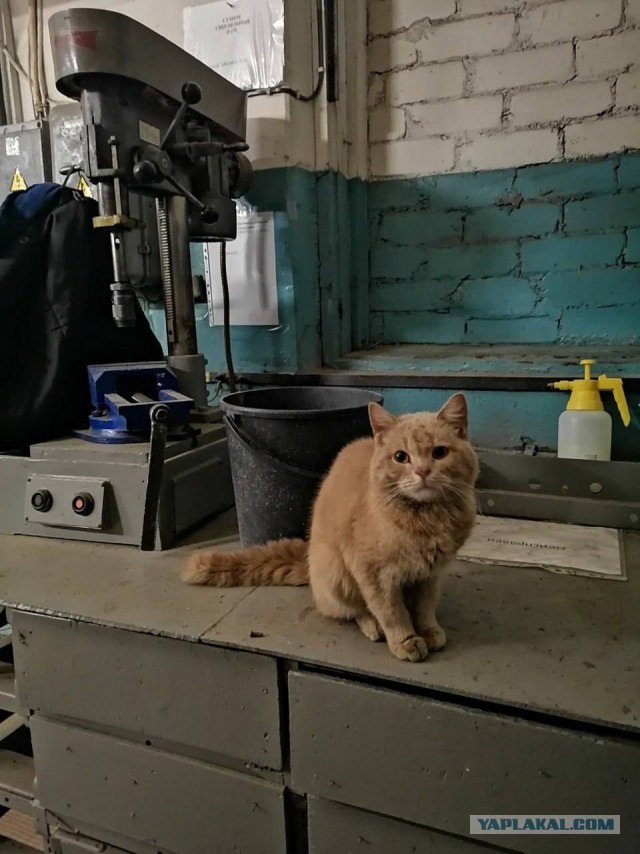 Коты, которые работают на заводах