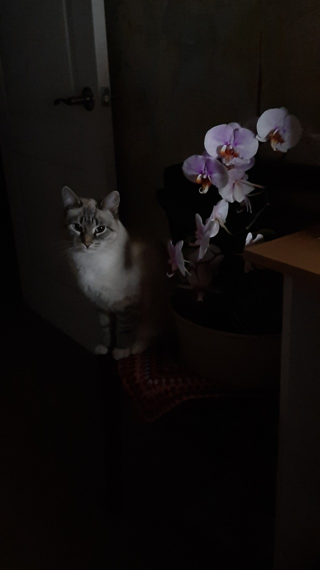 Котовторник 05/11/2024