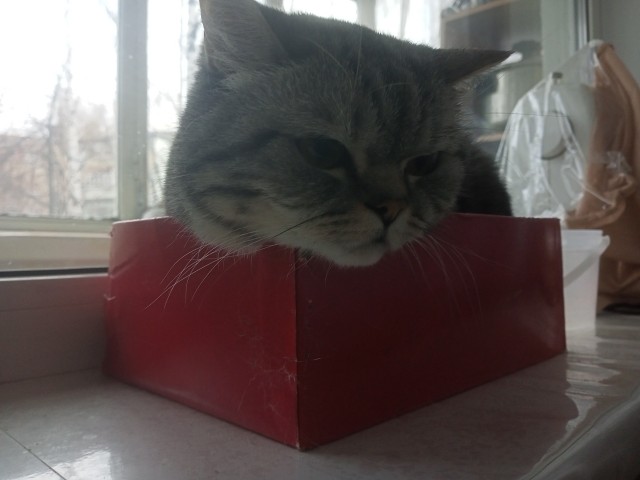 Котейка и стесненные жилищные условия