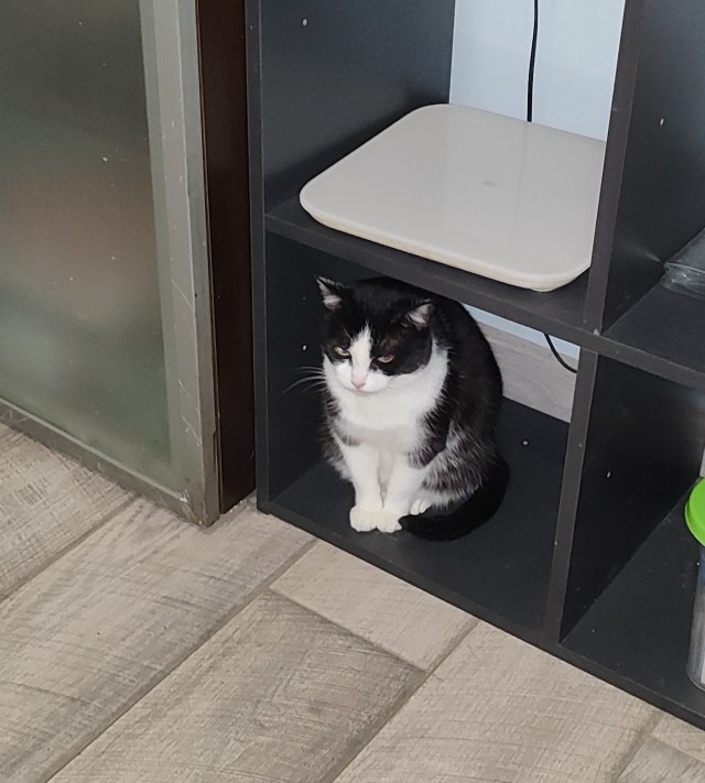 Котовторник