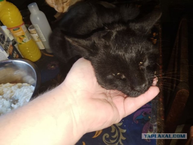 Жизнь домашнего приюта для котеек 542