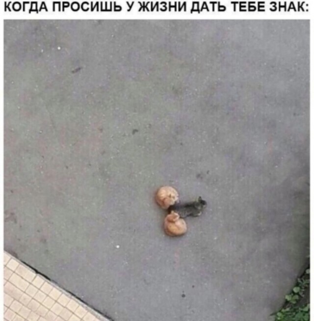 Так себе картинки 12.05.25