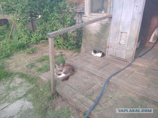 Жизнь домашнего приюта для котеек 545