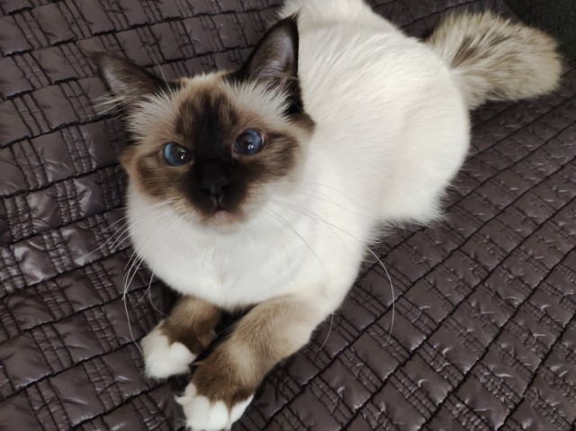 К котовторнику