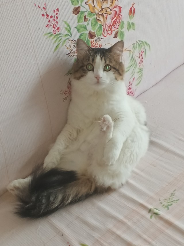 В котовторник.