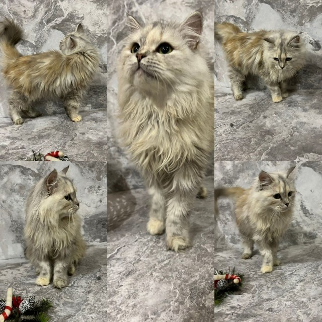 Моему коту Тому 2 года