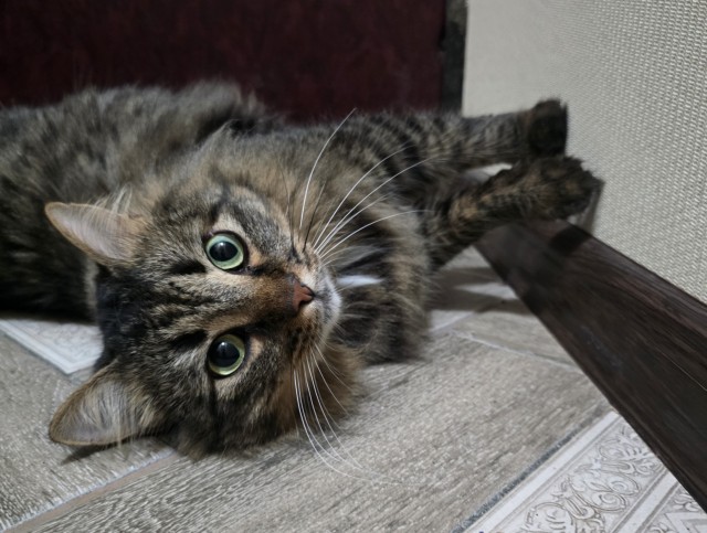 Котовторник 11.11