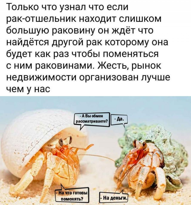 Риелторы, в вашу игру можно играть вдвоём))