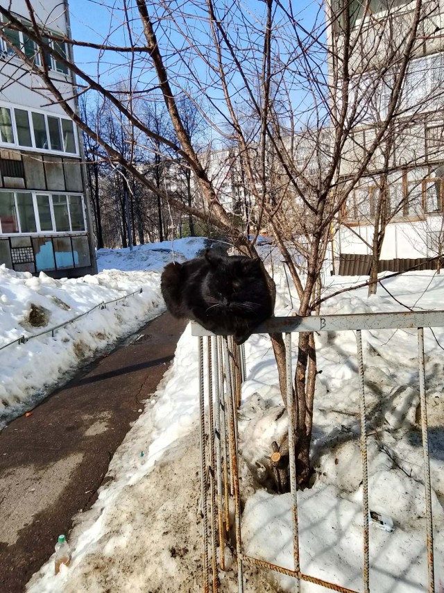 В Казани весна. И котовторник.