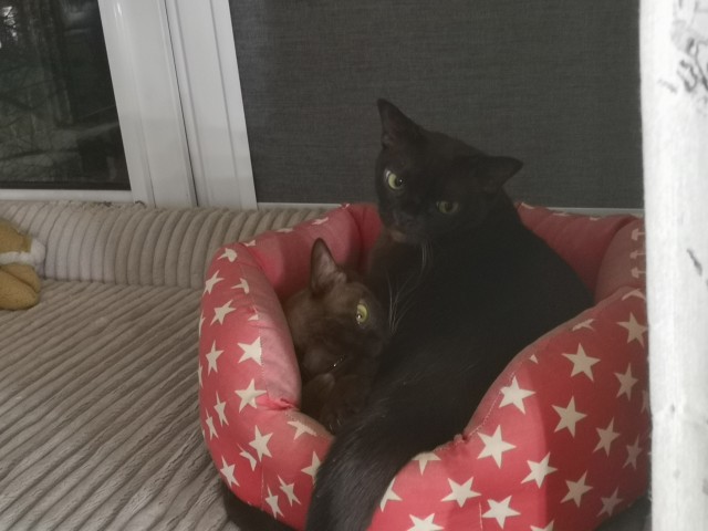 Снова наши коты