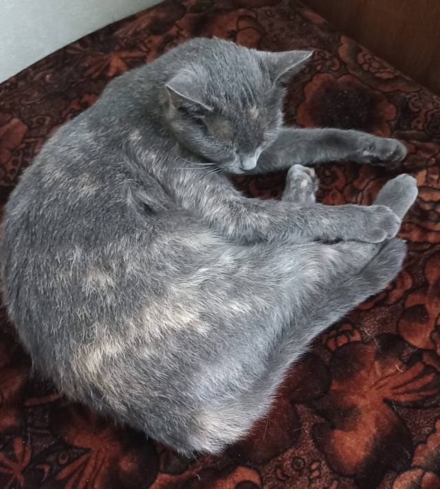 Вроде все люди, но какое разное отношение к котику