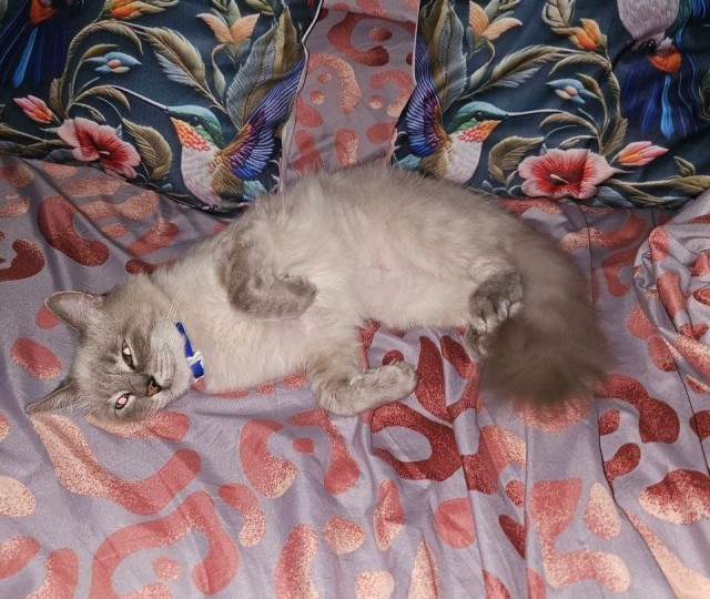 Котики в добрые руки