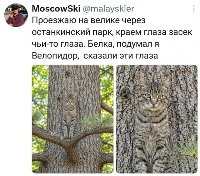 Картинки из Х(twitter)