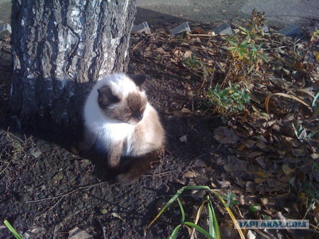 Котовторник 12.11.2013