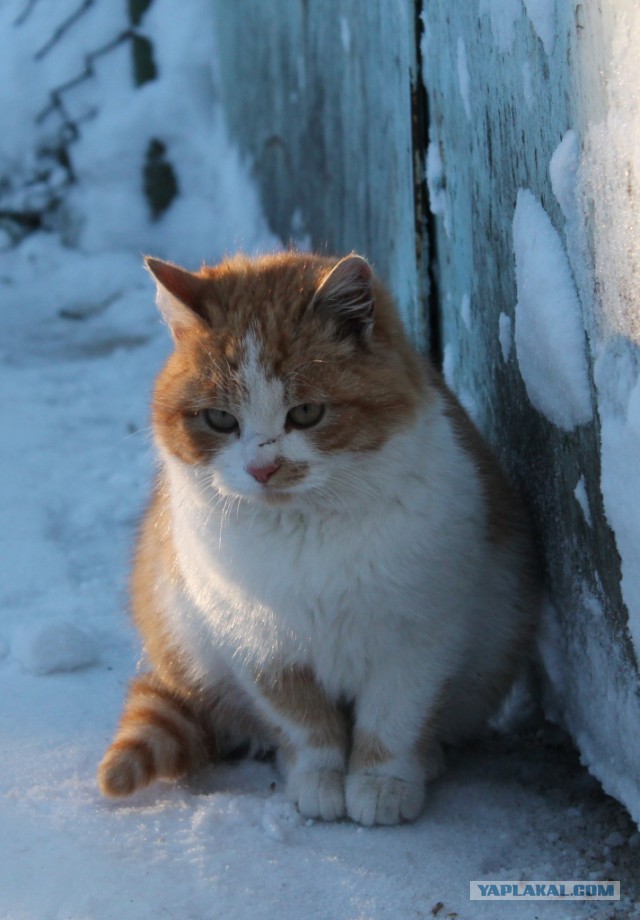Котовторник 4.02.2014