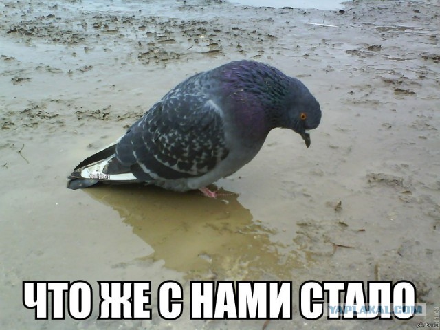 Скромные консультации