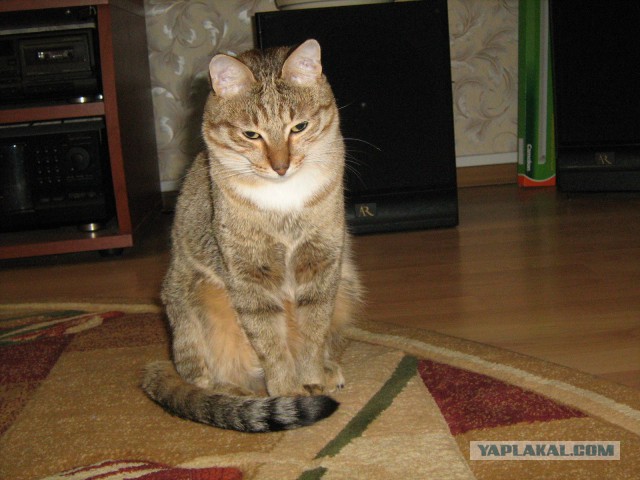 Породы кошек. Часть 1
