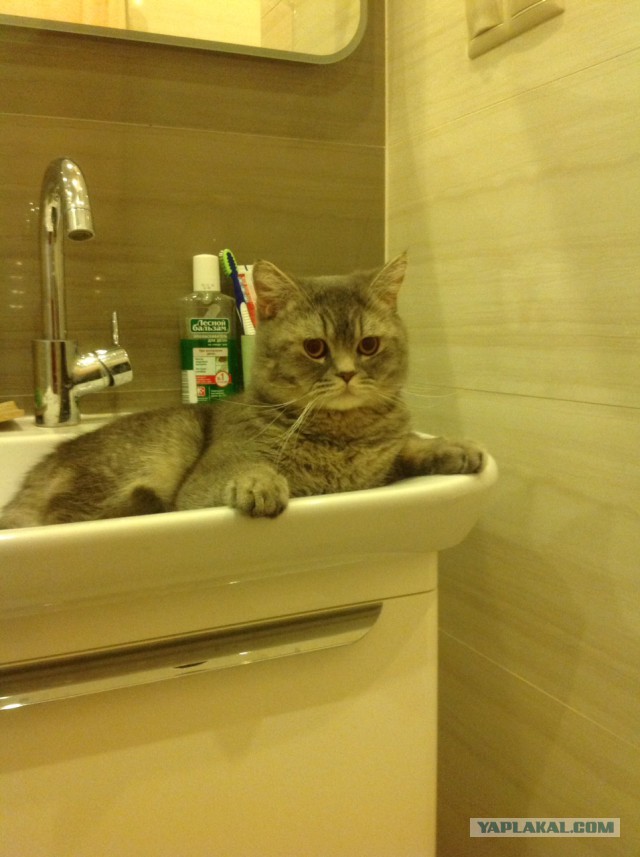 Котовторник  08.04.2014