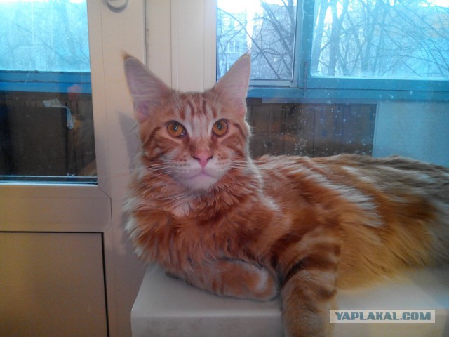 Котовторник 29.04.14.
